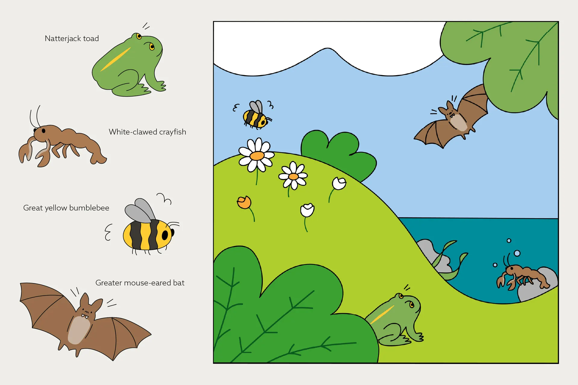 Larger square illustration featuring all 4 endangered animal mascots in a natural environment, labelled next to them is the Natterjack toad, White-clawed crayfish, Great yellow bumblebee and Greater mouse-eared bat